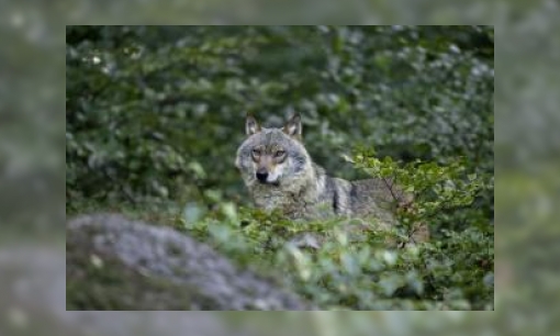 Plaatje Standpunt van Natuurmonumenten over wolven