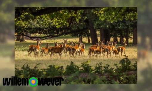 Plaatje Hoe tel je dieren in het wild?