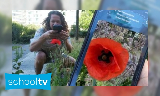 Plaatje Klokhuis SoortSafari - Op zoek naar een klaproos