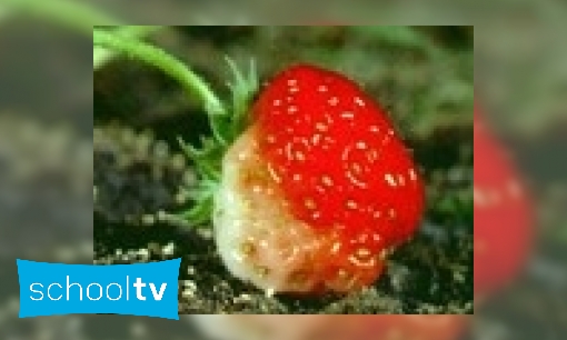 Plaatje Hoe groeien aardbeien?