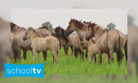 Plaatje Konikpaarden