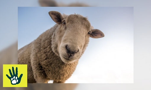 Spreekbeurt over schapen