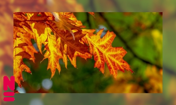 Plaatje Planten doden eigen cellen om te overleven