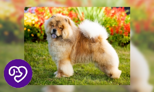 Plaatje Chowchow