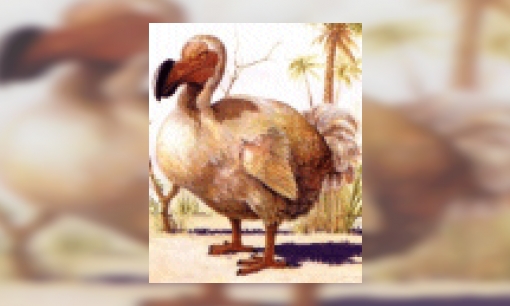 Plaatje Dodo