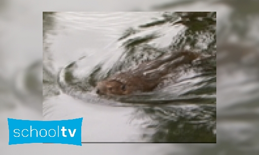 Plaatje Hoe leeft de bever?