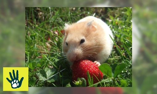 Spreekbeurt over dieren in de zomer