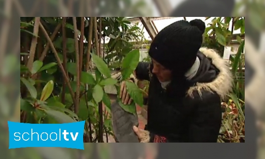 Plaatje Nieuws uit de Natuur ; Bomen en Varens