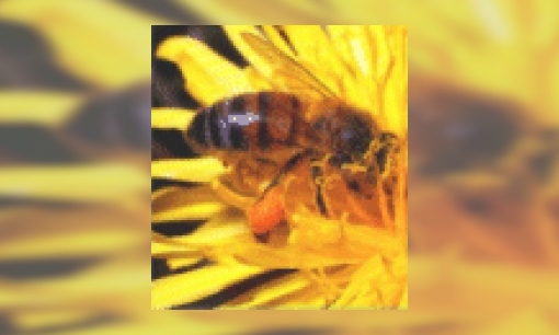 Plaatje Bijen