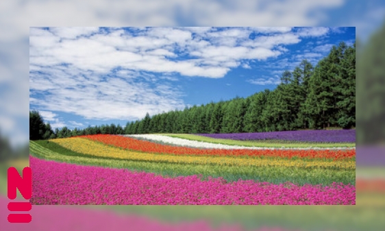 Plaatje Bloeitijden van bloemen