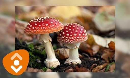 Plaatje Paddenstoelen