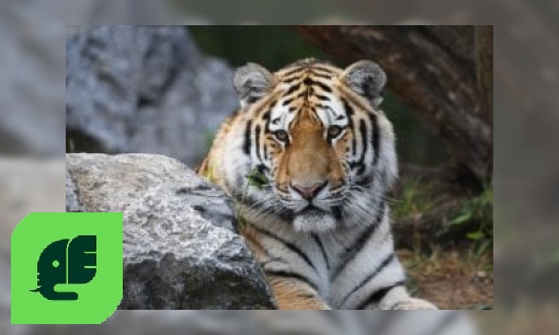 Siberische tijger