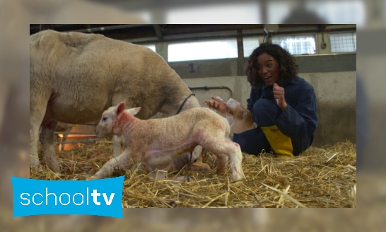 Plaatje Hoe wordt een lammetje geboren?