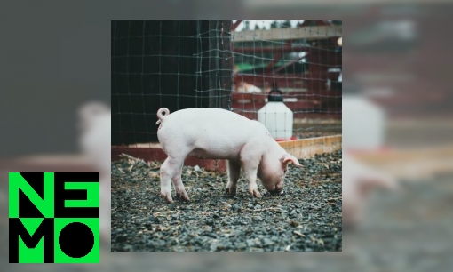 Plaatje Waarom hebben varkens een krulstaart?