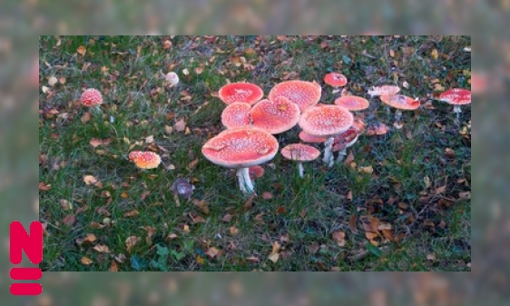 Paddenstoelen: eten zonder mond en samenwerken met planten