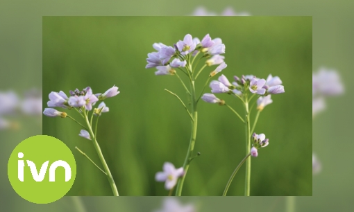 Plaatje Waar komt de naam van de pinksterbloem vandaan?