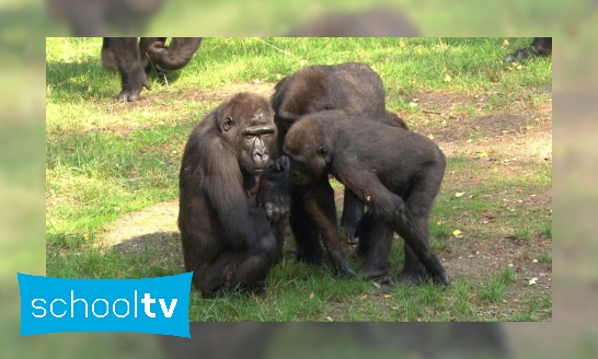 Plaatje Pesten bij gorilla’s