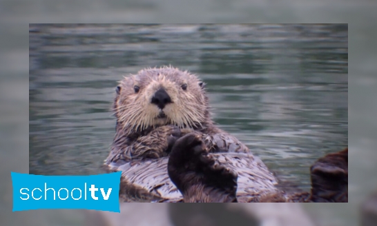 Plaatje Waar leeft de otter in Nederland?