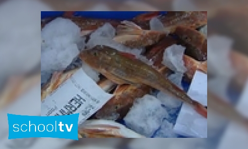 Plaatje Van vis in de zee, naar vis in de winkel