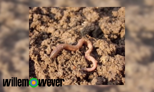 Waarom komen wormen boven de grond als je begint te stampen op het natte gras?