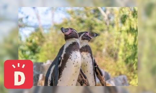 Plaatje Humboldt Pinguïn