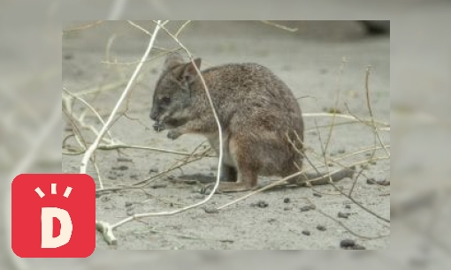 Parmawallaby