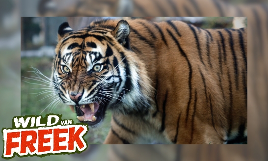 Plaatje Sumatraanse tijger