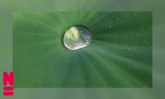 Plaatje Planten na-apen