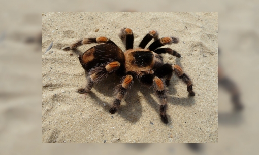 Het leven van vogelspinnen