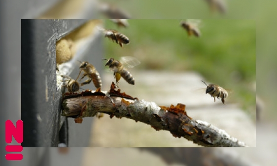 Plaatje De honingbij en haar dans