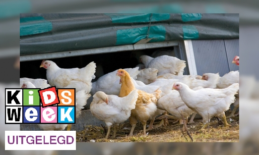 Plaatje Eerste proef voor prik tegen vogelgriep succesvol