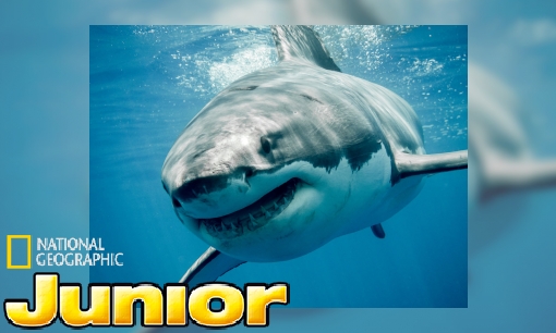 Plaatje Sterrins Dierenencyclopedie: de witte haai