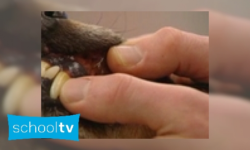 Plaatje Hoe verzorg je het gebit van een hond?