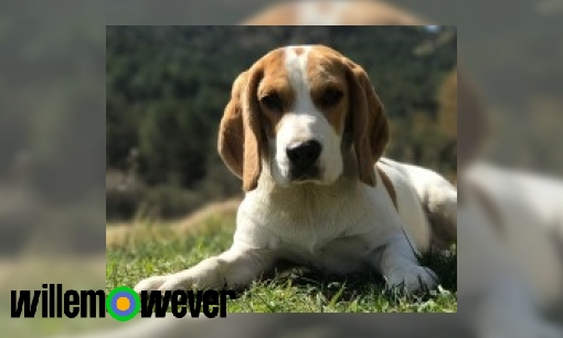 Waarom is dierendag op 4 oktober?