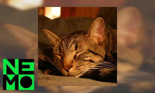 Plaatje Waarom slapen katten zo lang?