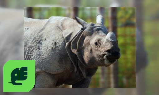 Plaatje Indische neushoorn