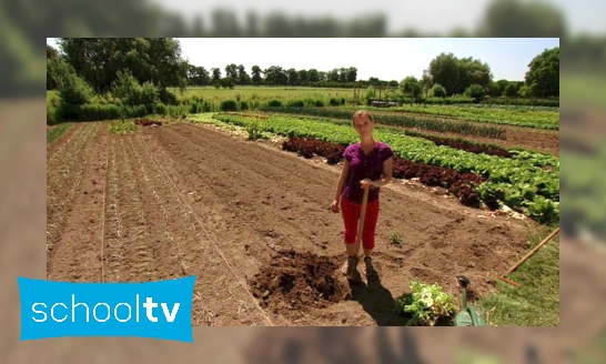 Hoe begin je een moestuin?