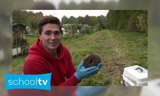 Plaatje Waarom gaat het niet goed met de egel in Nederland?