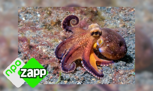 Plaatje Waku Waku weetjes over de octopus