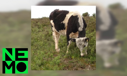 Plaatje Kunnen we van gras melk maken?