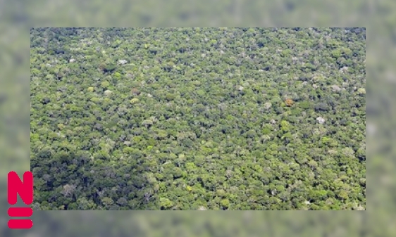 Bomen tellen in het grootste regenwoud ter wereld