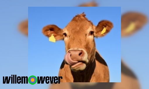 Waarom zijn koeienscheten schadelijk voor het milieu?