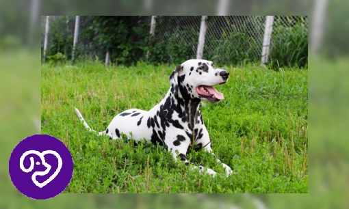 Plaatje Dalmatiër