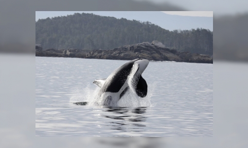 De orka - Het zwart-witte roofdier van de zee