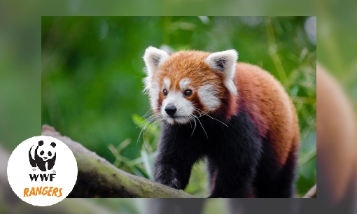 Plaatje Rode panda Hupie, dé mascotte van WWF
