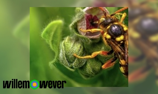 Plaatje Waarom gaat een wesp dood nadat hij iemand heeft gestoken?