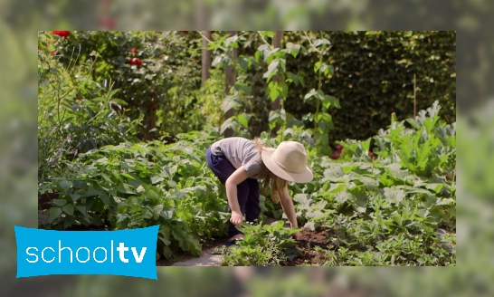 Een moestuin in de stad