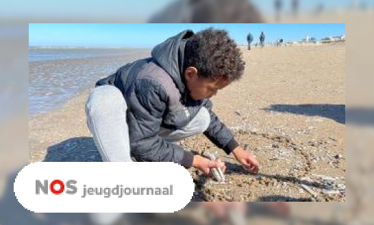 Plaatje Schelpen zoeken tijdens eerste schelpenteldag