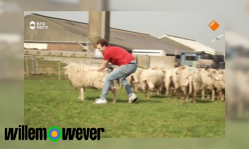 Worden schapen zwaarder als ze onder de regen staan?