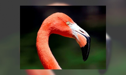Spreekbeurt rode flamingo